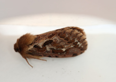 Korscheltellus fusconebulosa