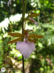 Rhynchostele bictoniensis