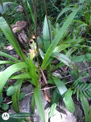 Rhynchostele bictoniensis
