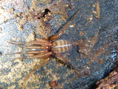 Ariadna septemcincta