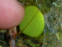 Metrosideros perforata
