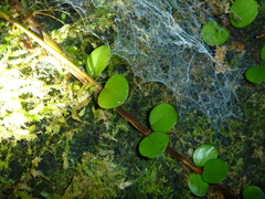 Metrosideros perforata