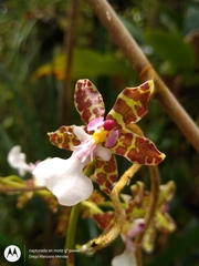 Oncidium leucochilum