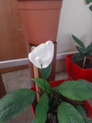 Spathiphyllum wallisii