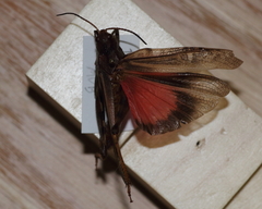 Pardalophora apiculata