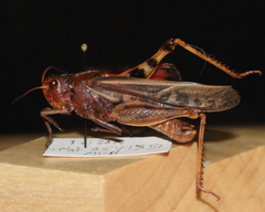 Pardalophora apiculata