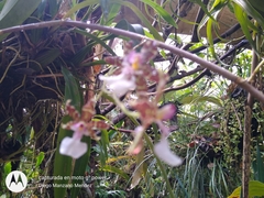 Oncidium leucochilum