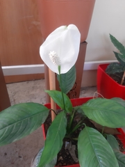 Spathiphyllum wallisii