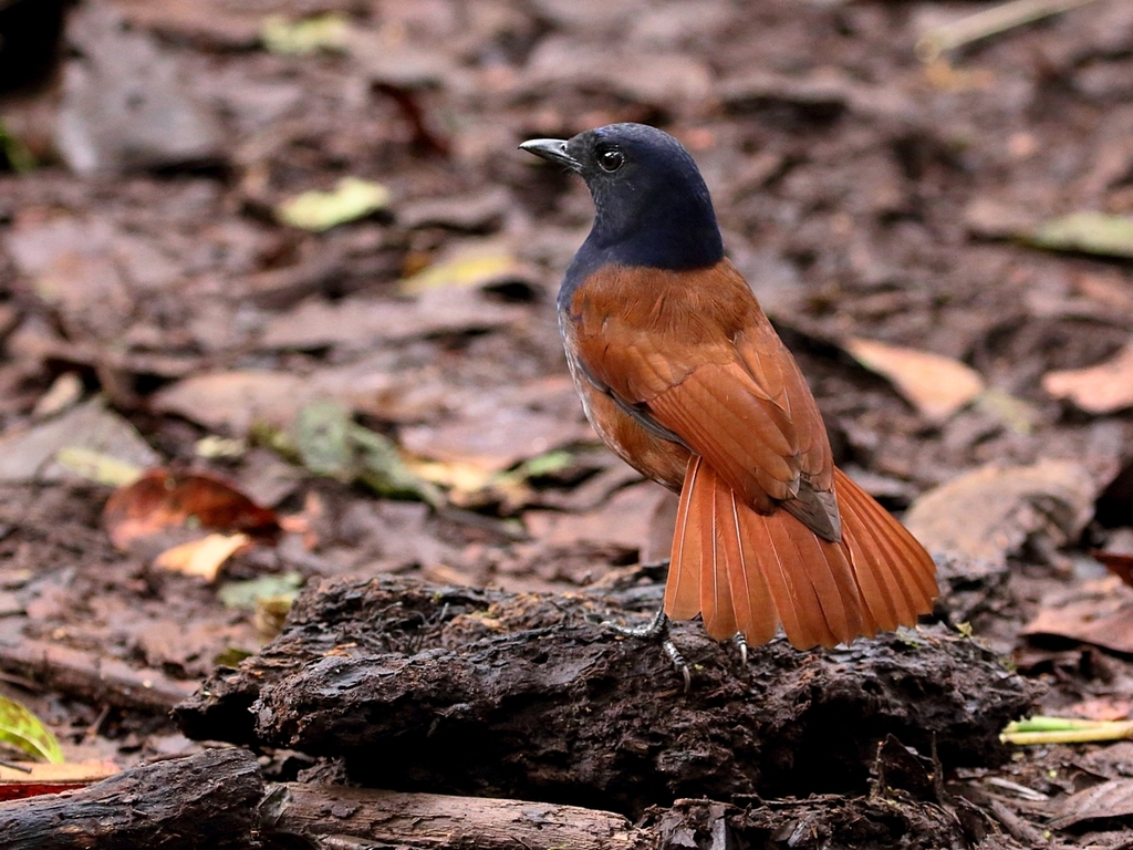 Brown-Winged Whistling Thrush