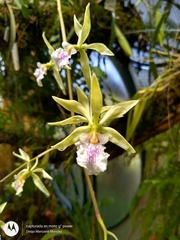 Encyclia ambigua
