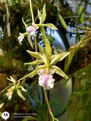 Encyclia ambigua
