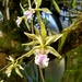 Encyclia ambigua - Photo (c) Diego Manzano Méndez, some rights reserved (CC BY-NC), uploaded by Diego Manzano Méndez