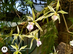 Encyclia ambigua