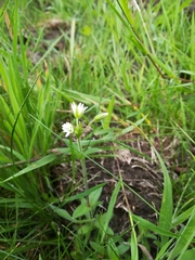 Cerastium fontanum