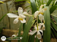 Cuitlauzina pulchella