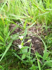 Cerastium fontanum