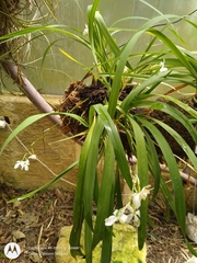 Cuitlauzina pulchella