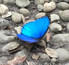 Morpho menelaus