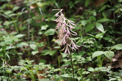 Cremastra appendiculata variabilis