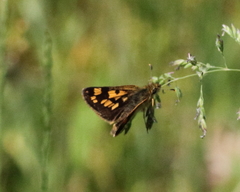 Carterocephalus mandan