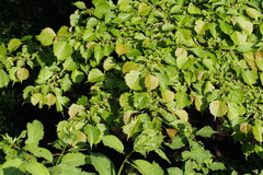 Euptelea polyandra