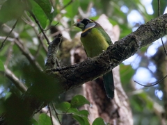 Psilopogon pyrolophus