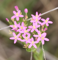 Zeltnera beyrichii