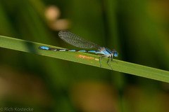 Argia leonorae