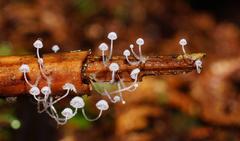Mycena maldea
