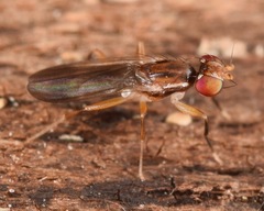 Clusiodes johnsoni