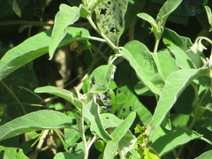 Neptidopsis fulgurata platyptera
