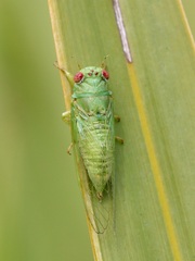 Cicadettana calliope image