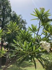 Plumeria alba