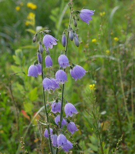Three-leaf ladybell