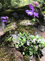 Penstemon cardwellii