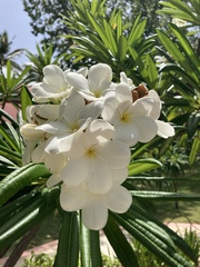Plumeria alba