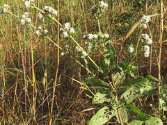 Lippia chevalieri