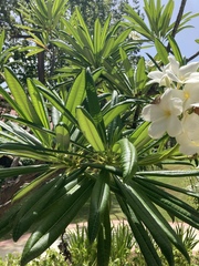 Plumeria alba