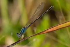 Argia leonorae