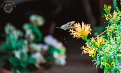 Cynanthus latirostris