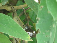 Neptidopsis fulgurata platyptera