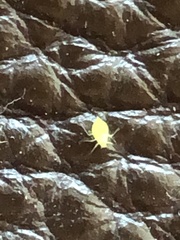 Aphis spiraecola