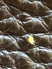 Aphis spiraecola