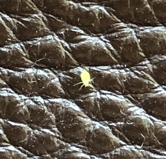 Aphis spiraecola