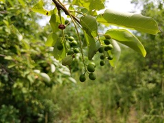 Contarinia virginianiae