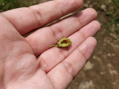 Contarinia virginianiae