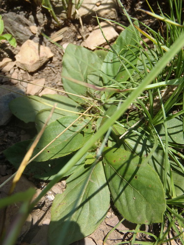 Image of Flat Pricklehead (Crabbea acaulis) by (c) Nicola van Berkel, some rights reserved (CC BY-SA)