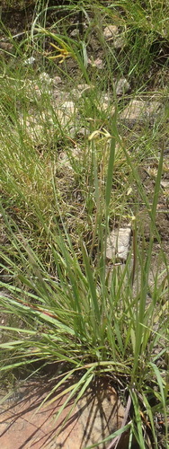 Ceropegia chlorantha