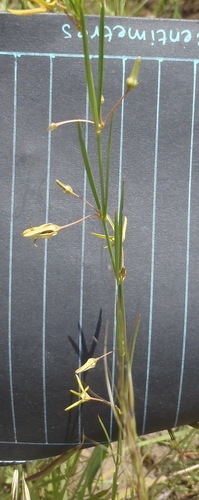 Ceropegia chlorantha