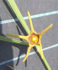 Brachystelma chloranthum